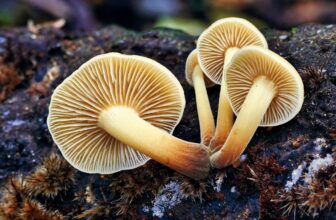 Fungi Might Maintain the Key To Reaching Web Zero Emissions
